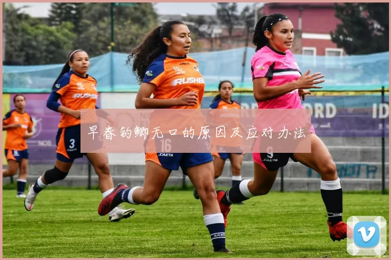 早春钓鲫无口的原因及应对办法